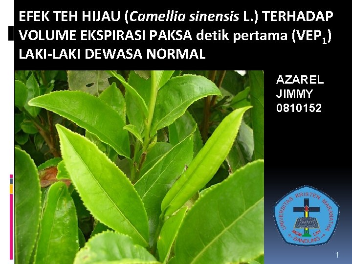 EFEK TEH HIJAU (Camellia sinensis L. ) TERHADAP VOLUME EKSPIRASI PAKSA detik pertama (VEP