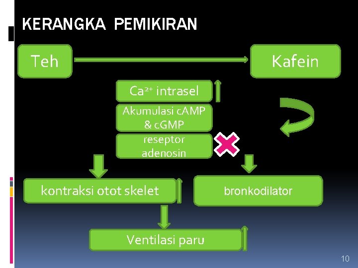 KERANGKA PEMIKIRAN Teh Kafein Ca 2+ intrasel Akumulasi c. AMP & c. GMP reseptor