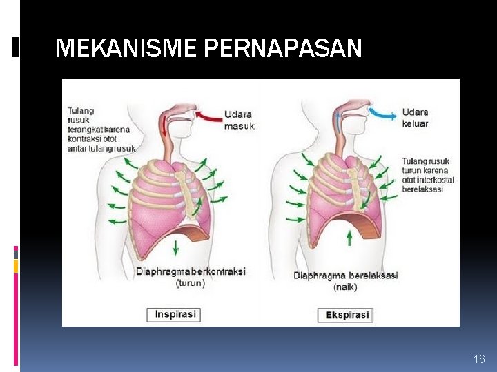 MEKANISME PERNAPASAN 16 