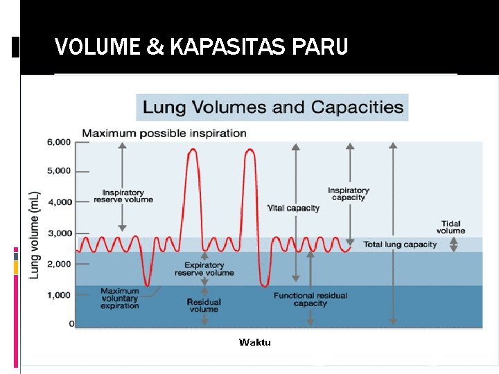 VOLUME & KAPASITAS PARU 18 