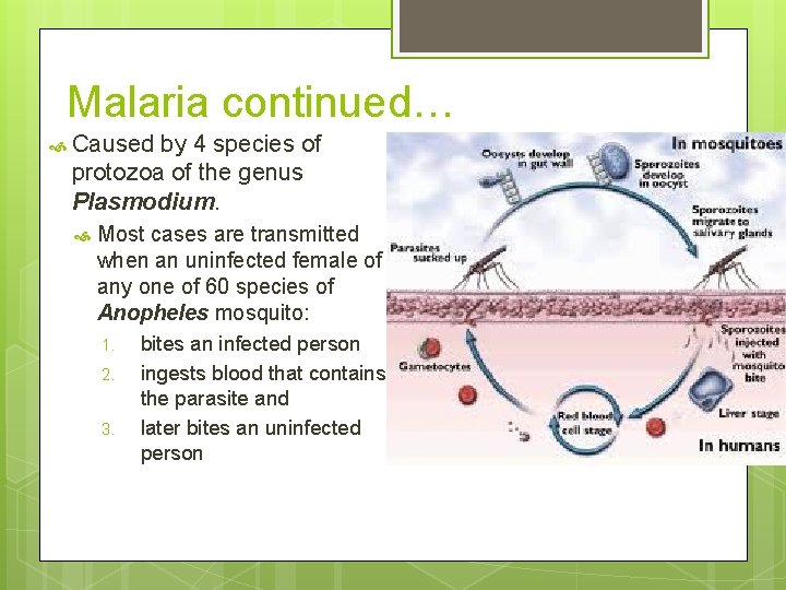 Malaria continued… Caused by 4 species of protozoa of the genus Plasmodium. Most cases