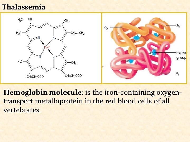 Thalassemia Hemoglobin molecule: is the iron-containing oxygentransport metalloprotein in the red blood cells of