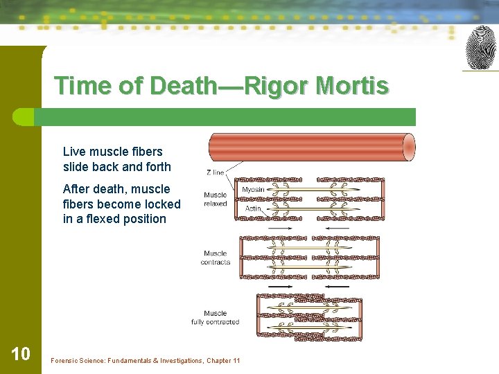 Time of Death—Rigor Mortis Live muscle fibers slide back and forth After death, muscle