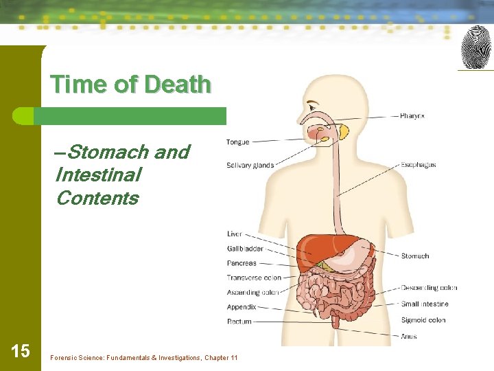 Time of Death —Stomach and Intestinal Contents 15 Forensic Science: Fundamentals & Investigations, Chapter