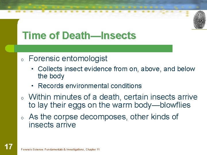 Time of Death—Insects o Forensic entomologist • Collects insect evidence from on, above, and