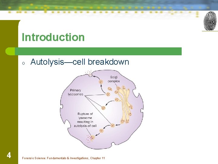 Introduction o 4 Autolysis—cell breakdown Forensic Science: Fundamentals & Investigations, Chapter 11 