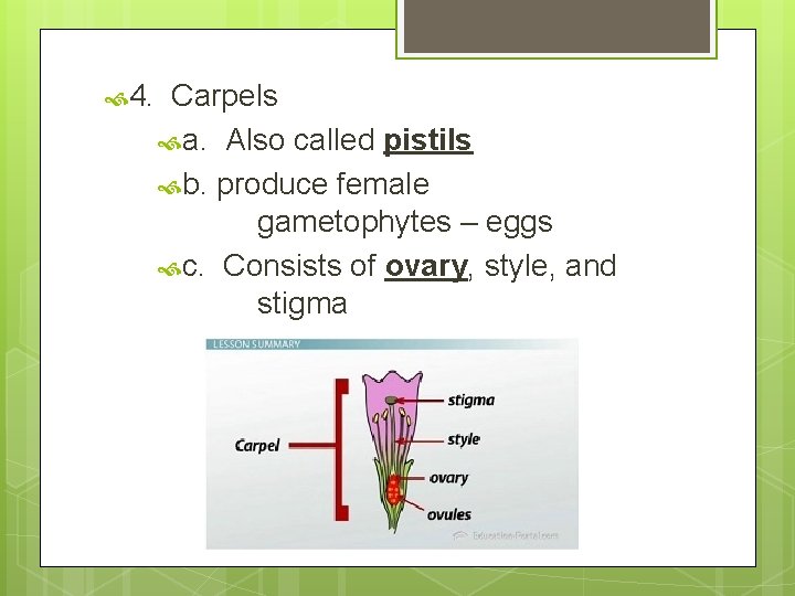  4. Carpels a. Also called pistils b. produce female gametophytes – eggs c.