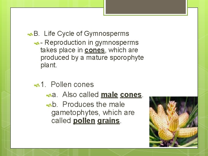  B. Life Cycle of Gymnosperms - Reproduction in gymnosperms takes place in cones,