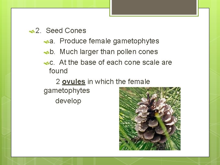 2. Seed Cones a. Produce female gametophytes b. Much larger than pollen cones