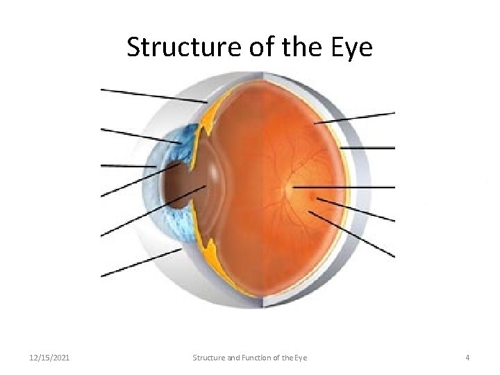 Structure of the Eye 12/15/2021 Structure and Function of the Eye 4 Structure of the Eye 12/15/2021 Structure and Function of the Eye 4