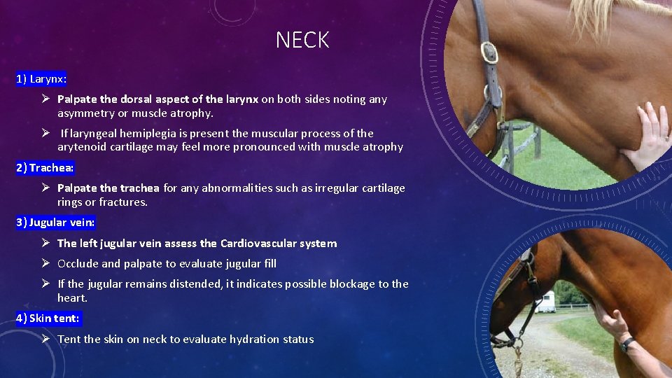 NECK 1) Larynx: Ø Palpate the dorsal aspect of the larynx on both sides