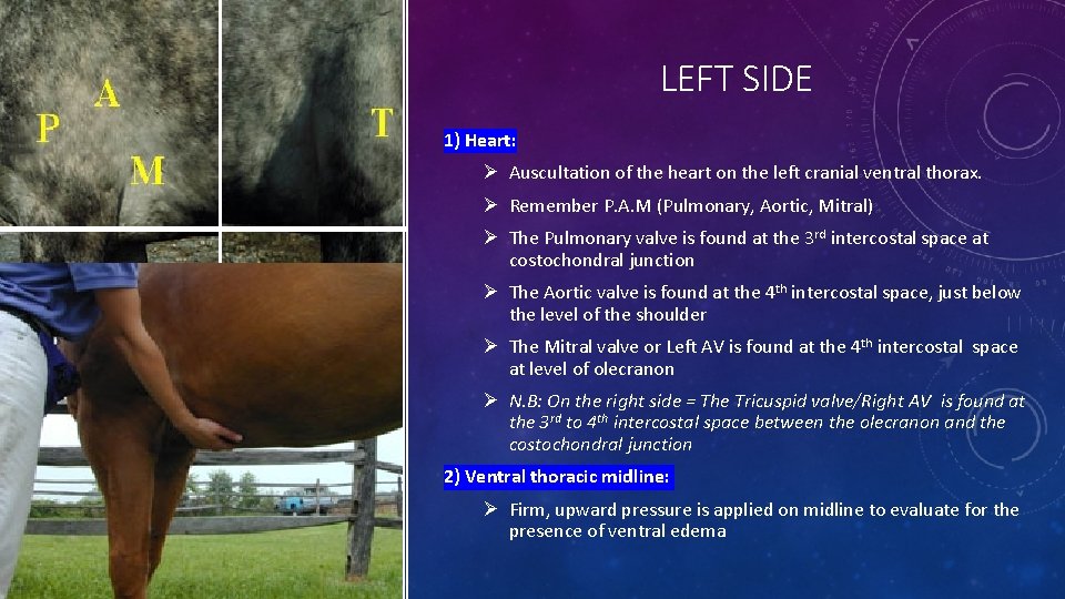 LEFT SIDE 1) Heart: Ø Auscultation of the heart on the left cranial ventral