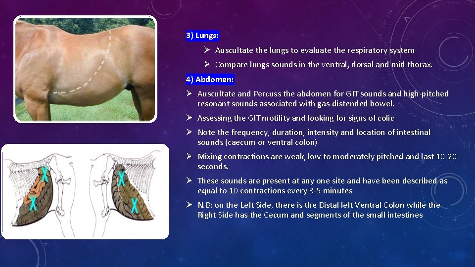 3) Lungs: Ø Auscultate the lungs to evaluate the respiratory system Ø Compare lungs