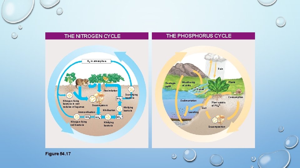 THE PHOSPHORUS CYCLE THE NITROGEN CYCLE N 2 in atmosphere Rain Geologic uplift Runoff