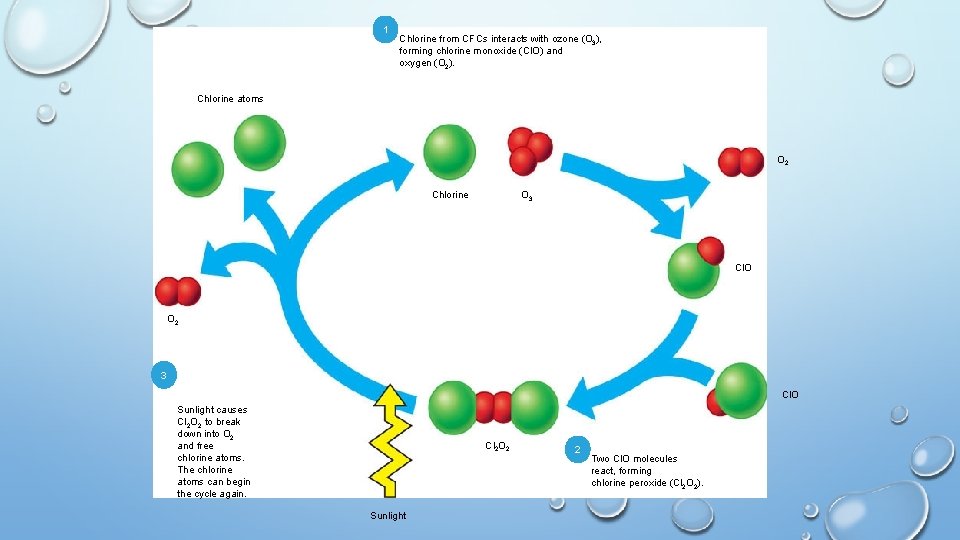 1 Chlorine from CFCs interacts with ozone (O 3), forming chlorine monoxide (Cl. O)