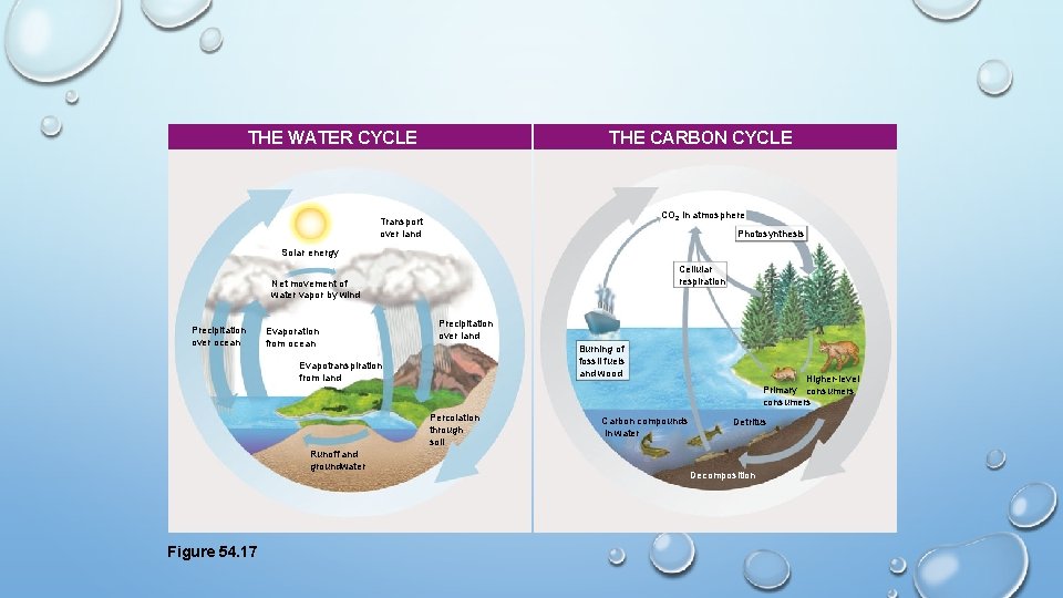 THE CARBON CYCLE THE WATER CYCLE CO 2 in atmosphere Transport over land Photosynthesis