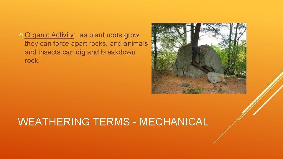  Organic Activity: as plant roots grow they can force apart rocks, and animals