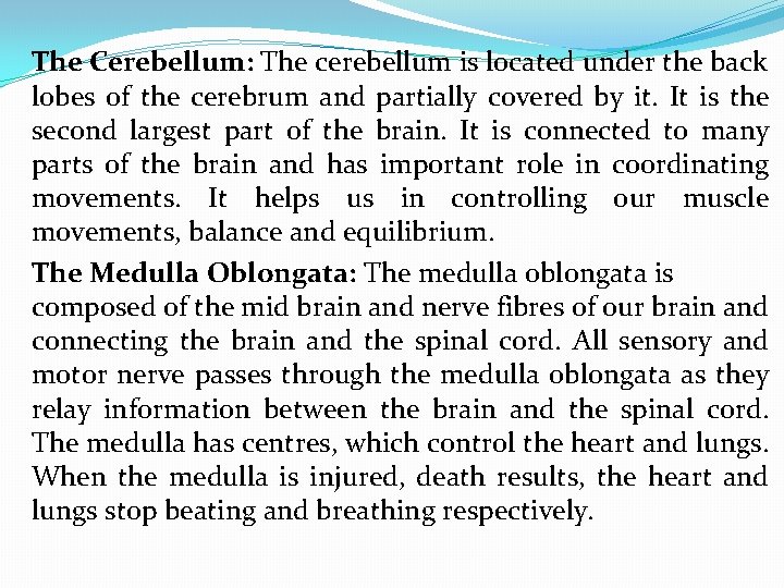 The Cerebellum: The cerebellum is located under the back lobes of the cerebrum and