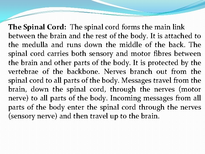 The Spinal Cord: The spinal cord forms the main link between the brain and