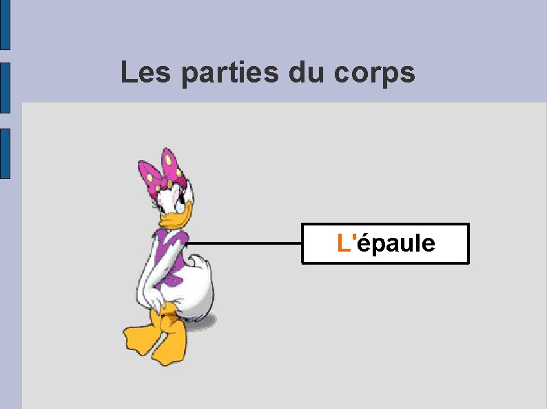 Les parties du corps L'épaule 