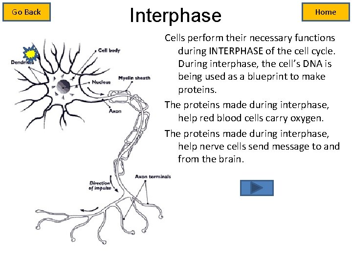 Interphase Pontential Meiosis Tutorial Get Started Place your keyboard aside