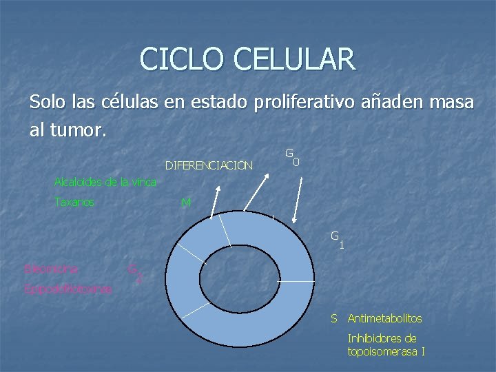 CICLO CELULAR Solo las células en estado proliferativo añaden masa al tumor. DIFERENCIACION G