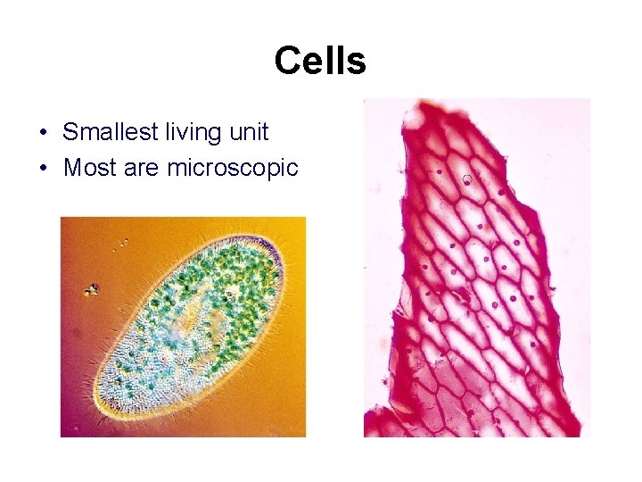 Cells • Smallest living unit • Most are microscopic 