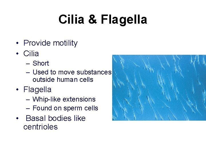 Cilia & Flagella • Provide motility • Cilia – Short – Used to move