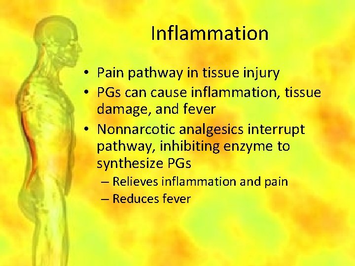 Inflammation • Pain pathway in tissue injury • PGs can cause inflammation, tissue damage,