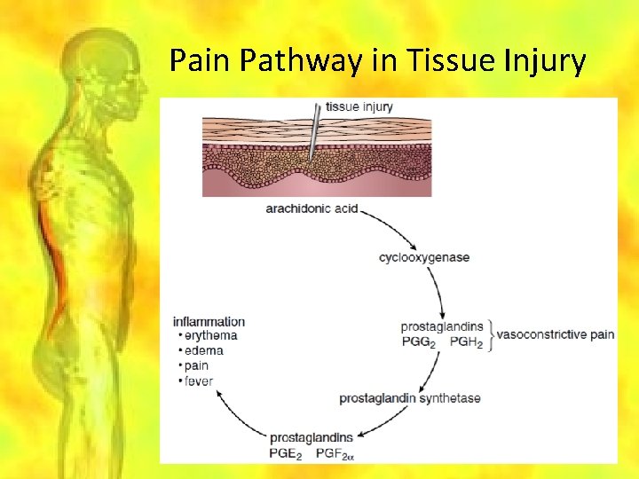 Pain Pathway in Tissue Injury 