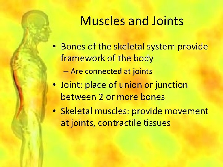 Muscles and Joints • Bones of the skeletal system provide framework of the body