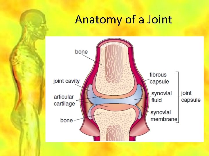 Anatomy of a Joint 