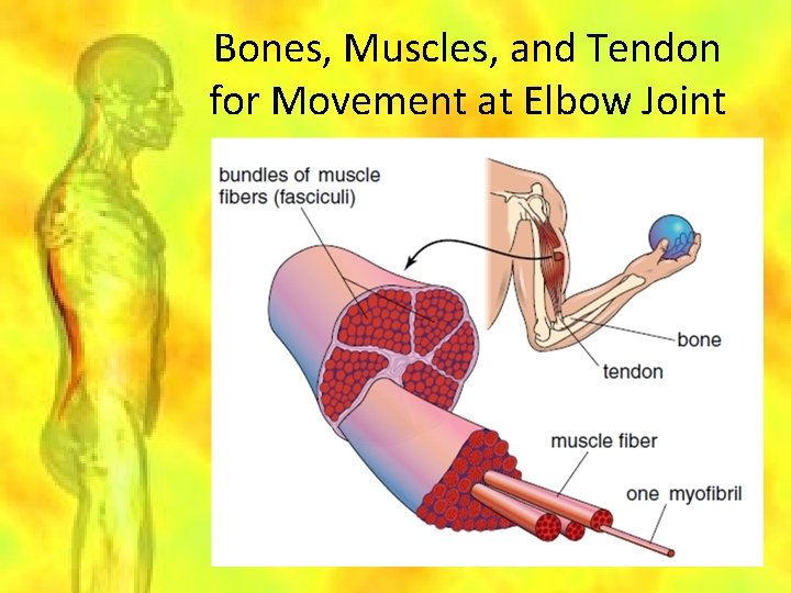 Bones, Muscles, and Tendon for Movement at Elbow Joint 