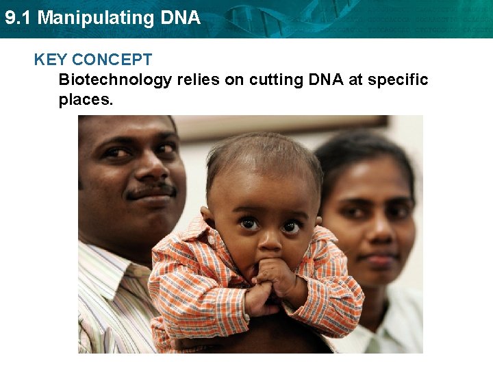 9. 1 Manipulating DNA KEY CONCEPT Biotechnology relies on cutting DNA at specific places.