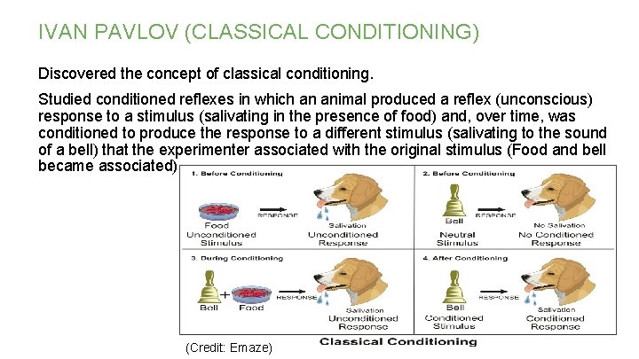 IVAN PAVLOV (CLASSICAL CONDITIONING) Discovered the concept of classical conditioning. Studied conditioned reflexes in IVAN PAVLOV (CLASSICAL CONDITIONING) Discovered the concept of classical conditioning. Studied conditioned reflexes in
