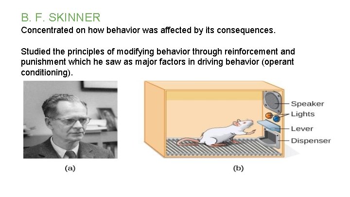 B. F. SKINNER Concentrated on how behavior was affected by its consequences. Studied the B. F. SKINNER Concentrated on how behavior was affected by its consequences. Studied the
