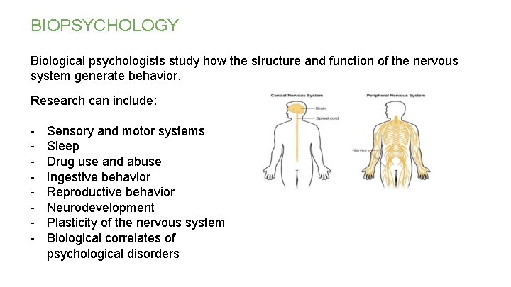 BIOPSYCHOLOGY Biological psychologists study how the structure and function of the nervous system generate BIOPSYCHOLOGY Biological psychologists study how the structure and function of the nervous system generate
