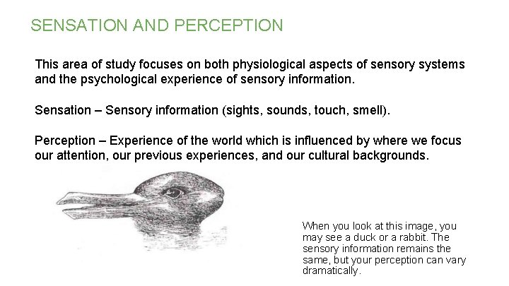 SENSATION AND PERCEPTION This area of study focuses on both physiological aspects of sensory SENSATION AND PERCEPTION This area of study focuses on both physiological aspects of sensory