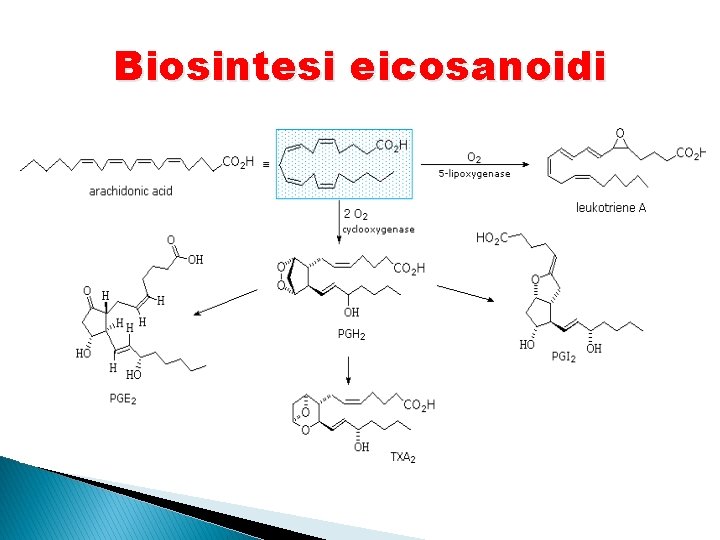 Biosintesi eicosanoidi 