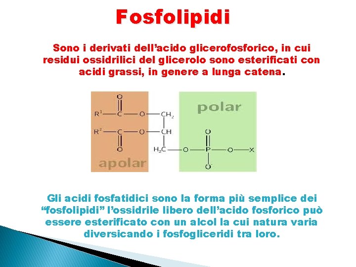 Fosfolipidi Sono i derivati dell’acido glicerofosforico, in cui residui ossidrilici del glicerolo sono esterificati