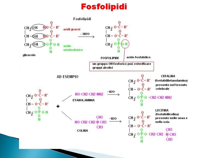 Fosfolipidi 