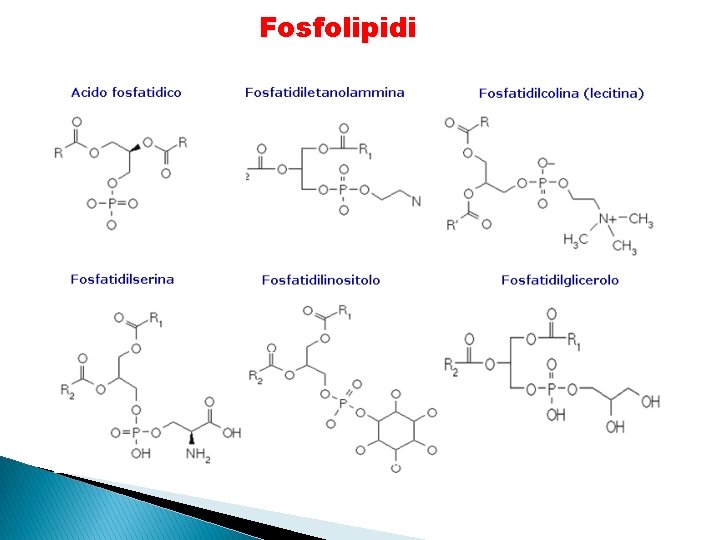 Fosfolipidi 