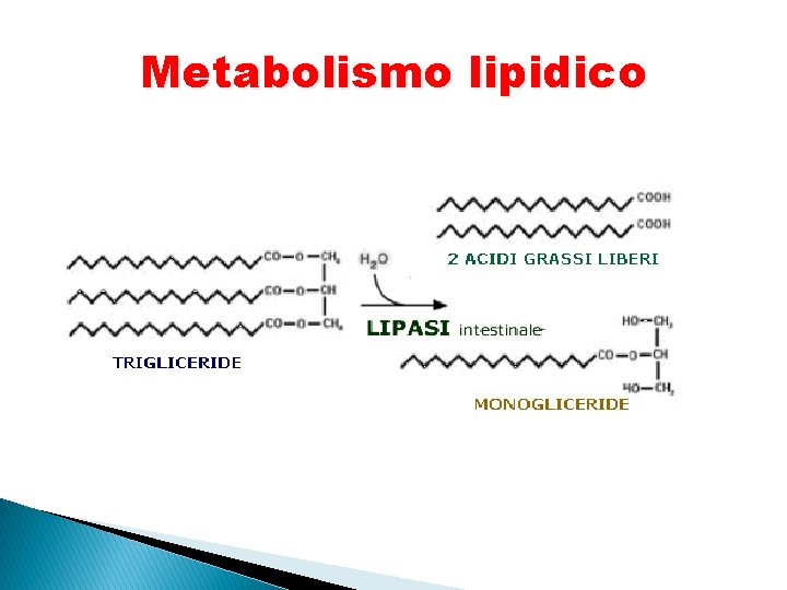 Metabolismo lipidico 