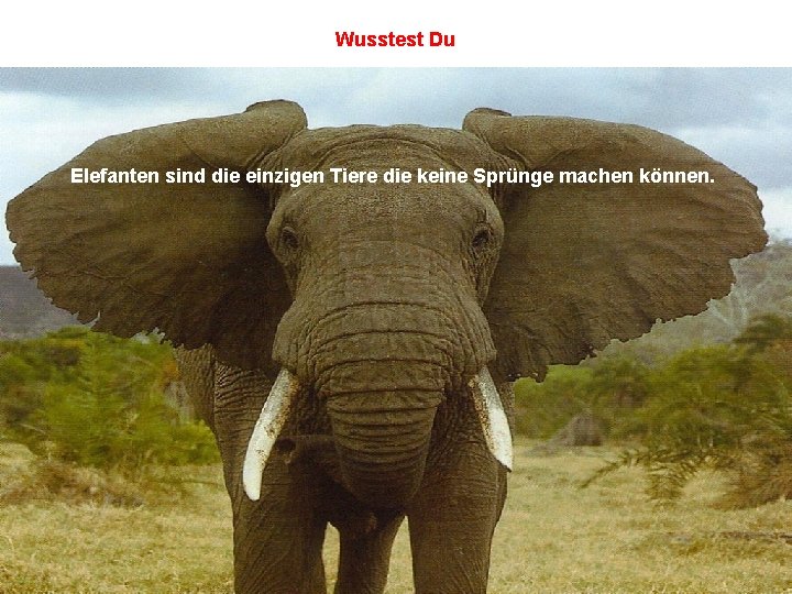 Wusstest Du Elefanten sind die einzigen Tiere die keine Sprünge machen können. 