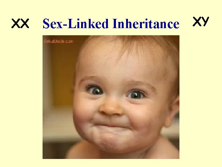 XX Sex-Linked Inheritance XY 