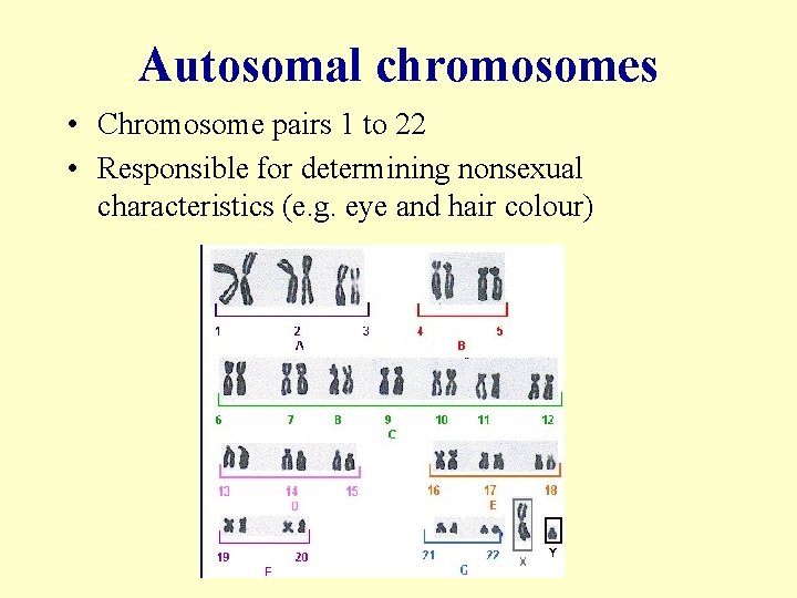 Autosomal chromosomes • Chromosome pairs 1 to 22 • Responsible for determining nonsexual characteristics