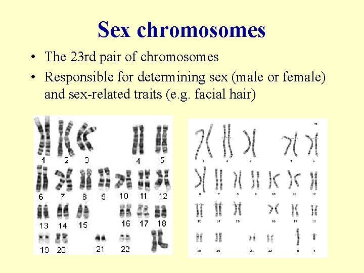 Sex chromosomes • The 23 rd pair of chromosomes • Responsible for determining sex