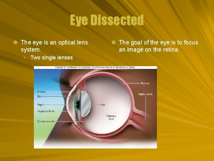 Eye Dissected ] The eye is an optical lens system. • Two single lenses