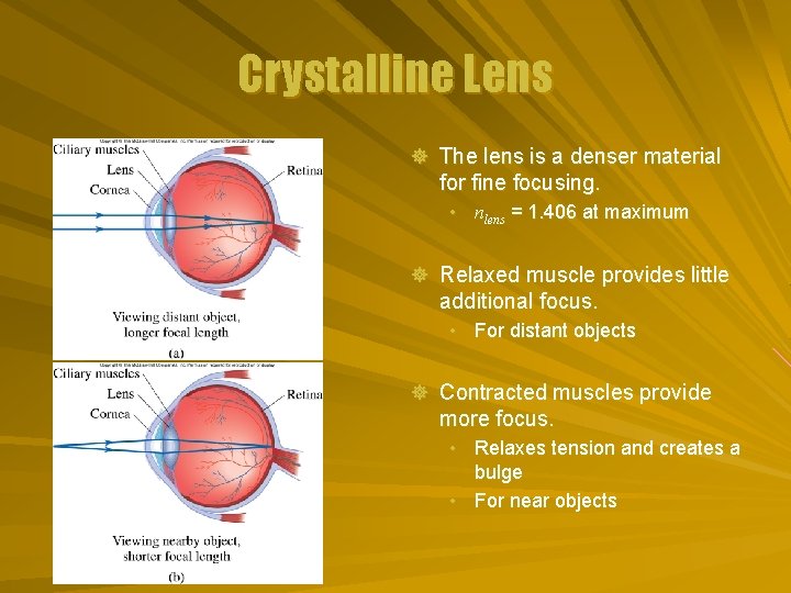 Crystalline Lens ] The lens is a denser material for fine focusing. • nlens