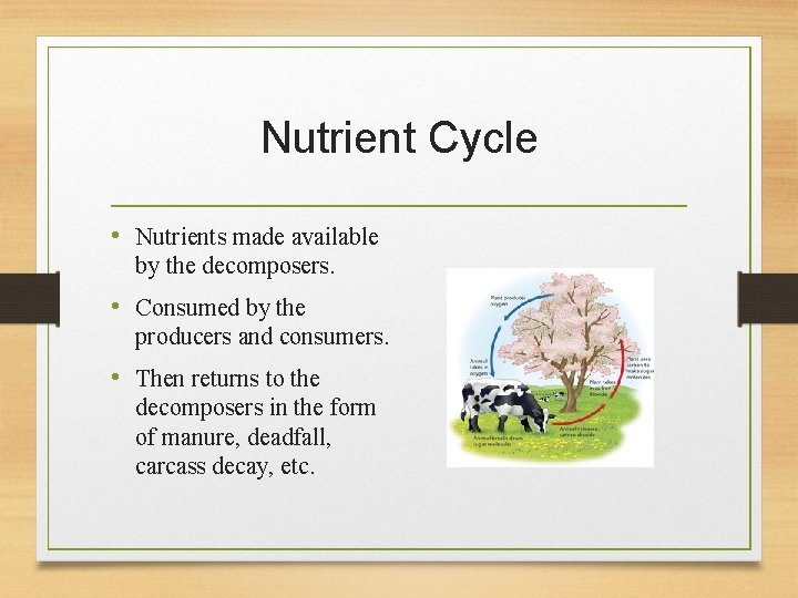 Nutrient Cycle • Nutrients made available by the decomposers. • Consumed by the producers